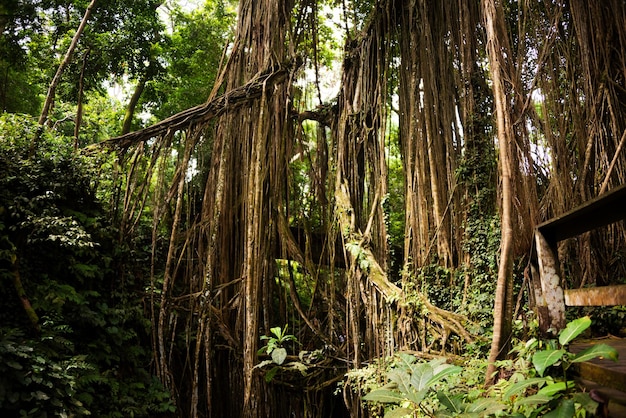 Tropical rainforest or jungle with trees and lianas