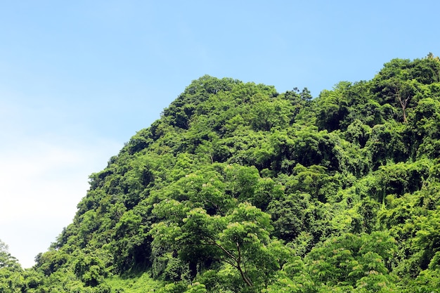 雲の多い熱帯雨林