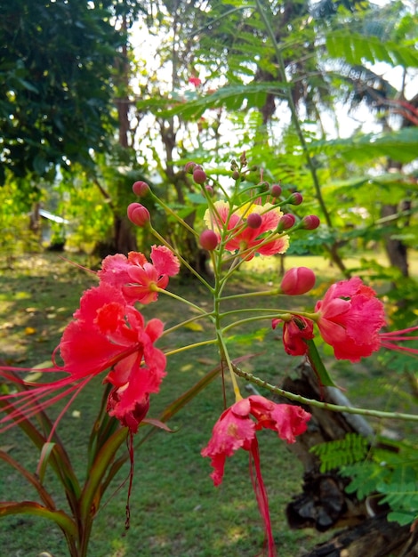 Tropical red elegant flowers in a green garden