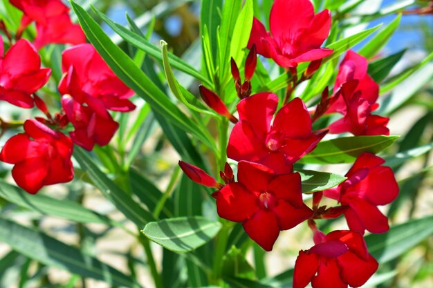 Foto fiore rosso tropicale su un ramo con foglie verdi oleandra da vicino giardino botanico