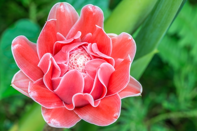 Tropical red flowers, Etlingera elatior.