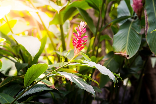 Tropical red ginger flower