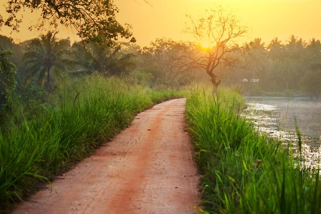 Tropical river