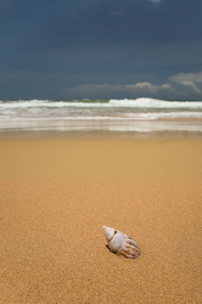 Spiaggia di sabbia tropicale