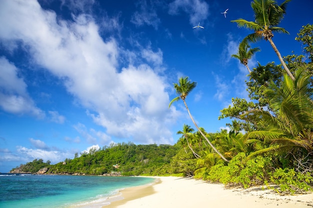 Tropical sand beach