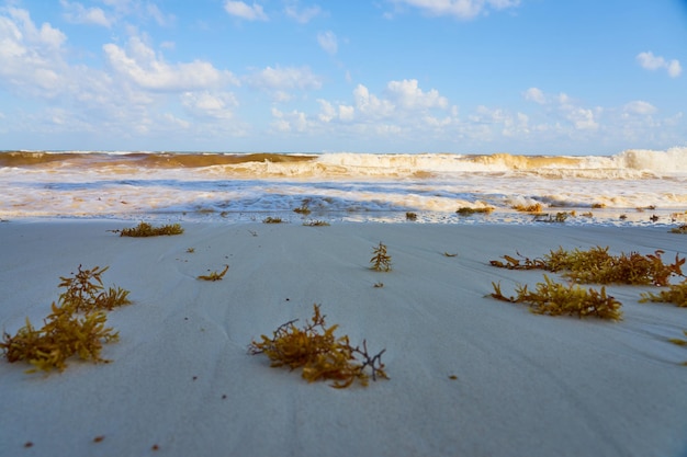 Tropical sandy beach with clear water as a backdrop