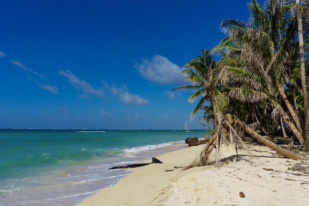 Тропический песчаный пляж с пальмами и облаками в небе