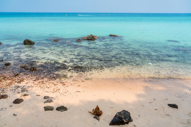 Tropical sea beach and dog lying