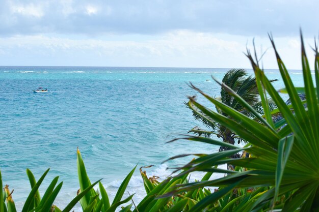 Фото Тропический морской живописный пейзаж туристическое место отдыха с пальмами и морем