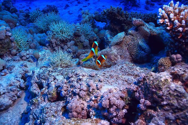 tropical sea underwater background diving ocean