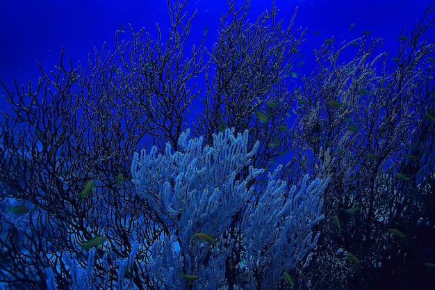 열대 바다 수중 배경 다이빙 바다