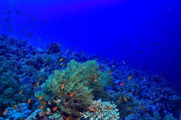 tropical sea underwater background diving ocean