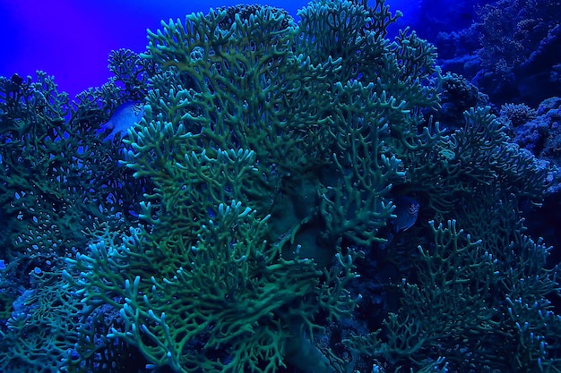 тропическое море подводный фон дайвинг океан