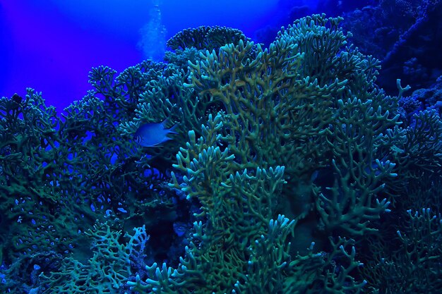 tropical sea underwater background diving ocean