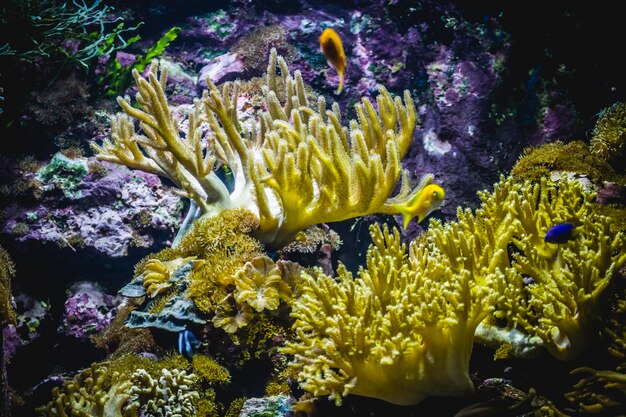 tropical, seabed with fish and coral reef