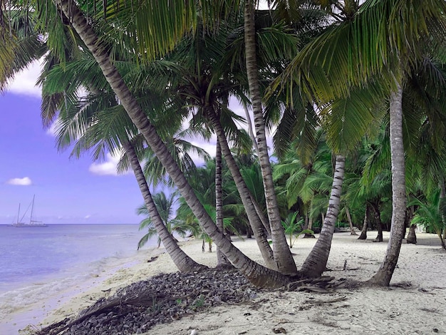 Tropical seascape with sandy beach, beautiful palms, nobody. Saona island, Caribbean sea, Dominican