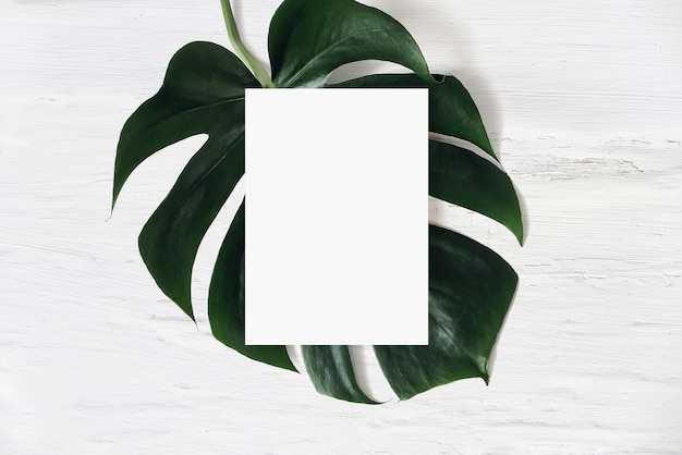 Tropical stationery mockup scene Blank greeting card and green monstera leaf on white shabby table background Swiss cheese plant Summer branding styled photo web banner Flat lay top view