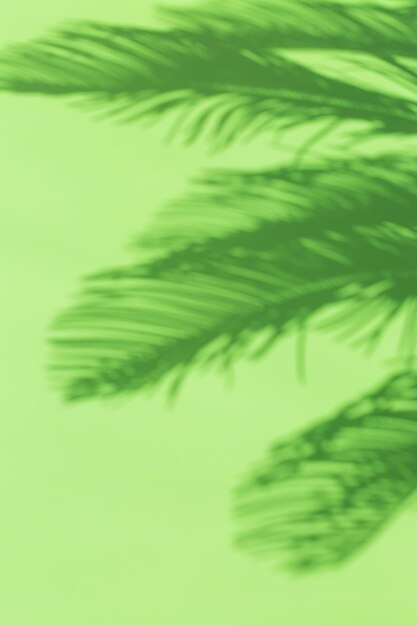 Tropical summer holidays blurred background with palm leaves shadows