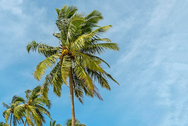 열대 여름 풍경 코코넛 나무와 태국의 푸른 하늘 톤 그림