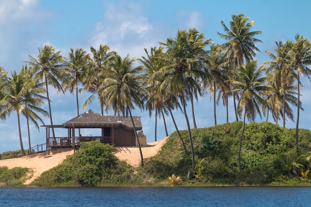 Тропический летний пейзаж с кокосовыми пальмами и голубым небом.