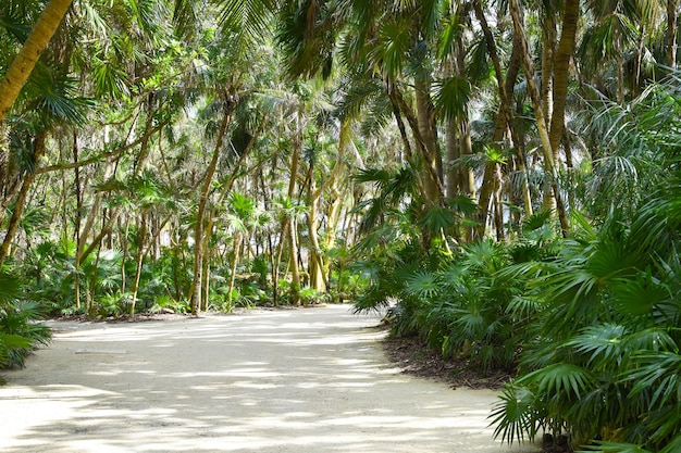 tropical summer nature landscape place to relax under palm