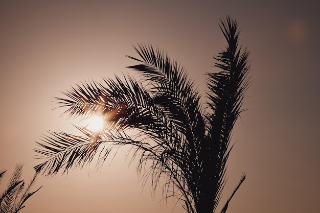 熱帯の夕暮れのナツメヤシと太陽