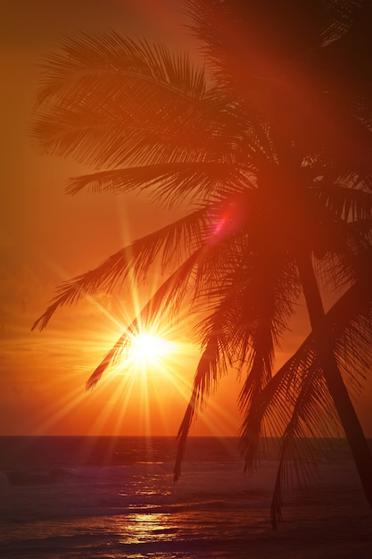 Tropical sunset scene with palms