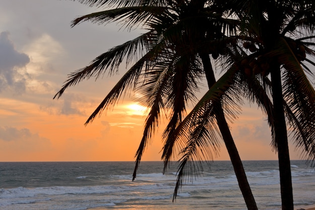 Tropical sunset scene with palms