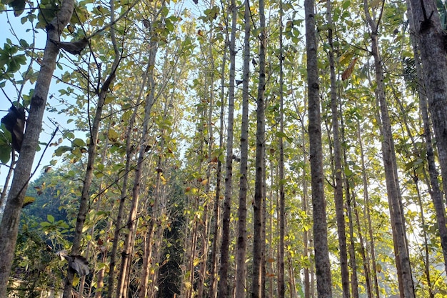 Тропический лес тиковых деревьев на Яве, Индонезия, в золотой час