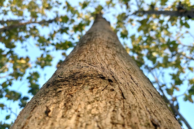 Photo tropical teak tree forest in java indonesia at golden hour moment