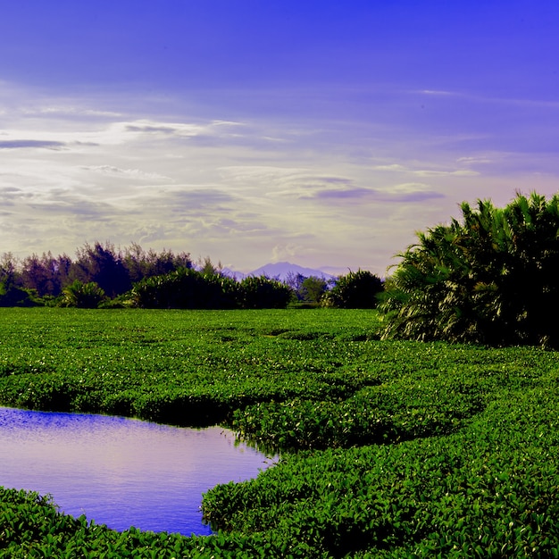 Concetto di viaggio tropicale. natura. posizione del vietnam