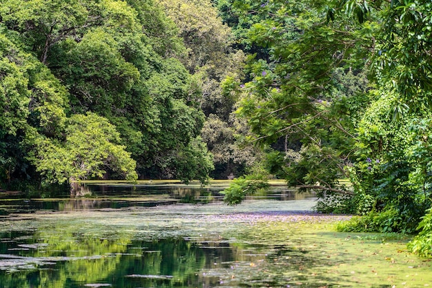 Tropical tree on a lake with reflection Tanzania Africa