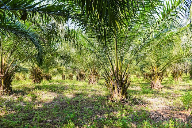 写真 熱帯樹木植物ヤシの木畑自然農業農場ヤシ農園、緑の作物のパーム油