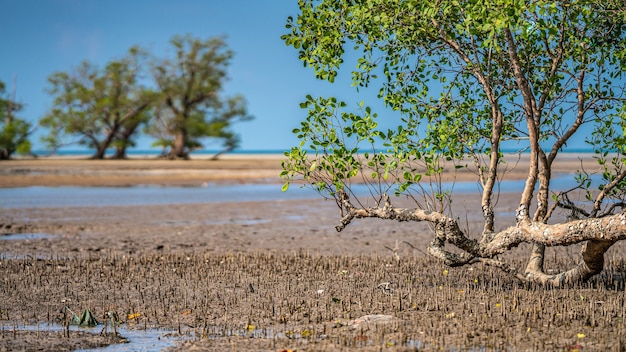 Tropical Tree On Sea Beach