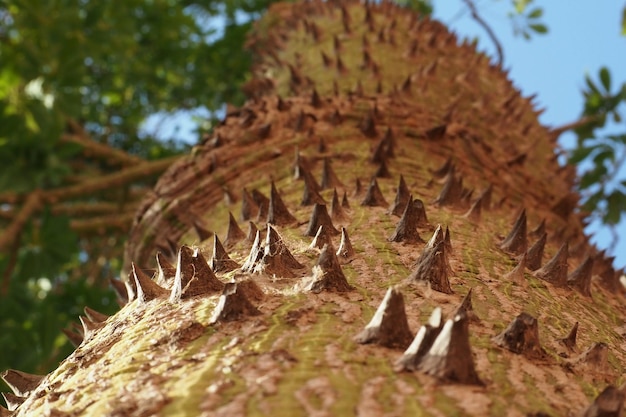 Tropical tree trunk Ceiba pentandra