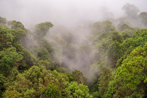 Tropical trees in the jungle forest with the morning fog on a mountain hill