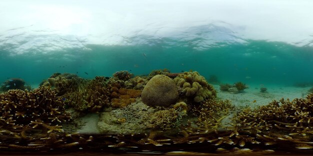 Foto riff tropicale sottomarino colorato pesci marini sottomarini tropicali filippine realtà virtuale 360