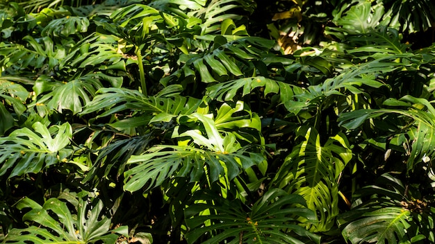 写真 熱帯植物と植物