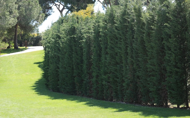 tropical vegetation in a resort hotel