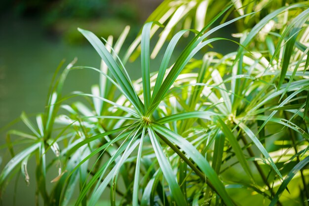 Tropical view. papyrus plants