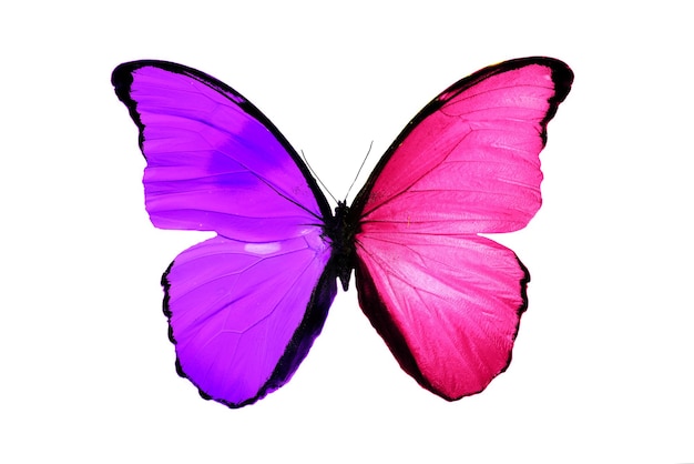 Tropical violet-pink butterfly.