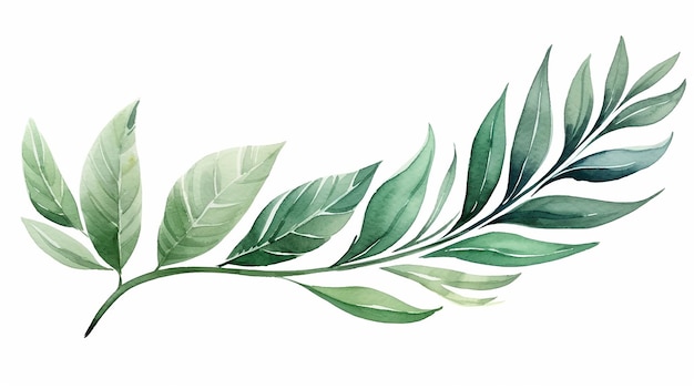 tropical watercolor herbal branch with leaves watercolor illustration with green leaves