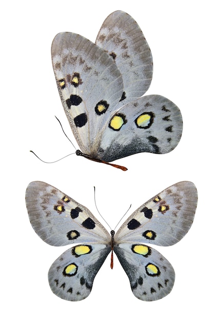 흰색 배경에 고립 된 열 대 흰 나비