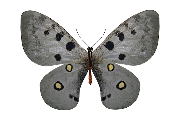 Тропическая белая бабочка, изолированные на белом фоне