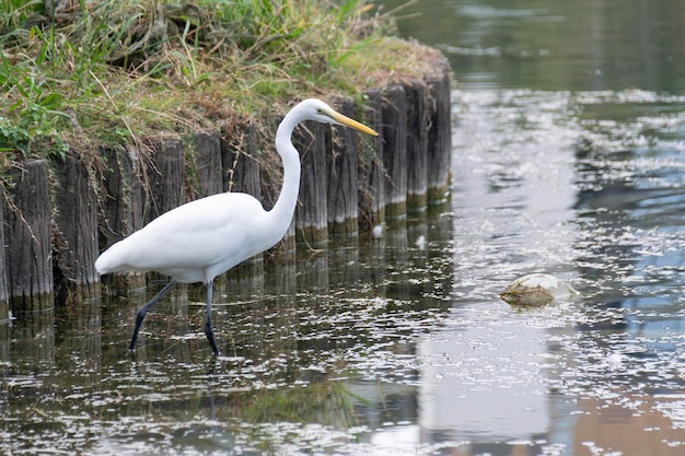 餌用の魚を見つける準備ができている池にいる間、熱帯の白い鶴鳥