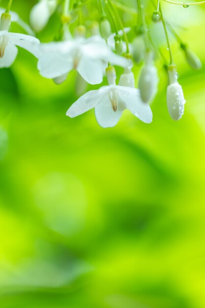 Foto fiore bianco tropicale con nomi gelsomino d'acqua con sfondo sfocato natura