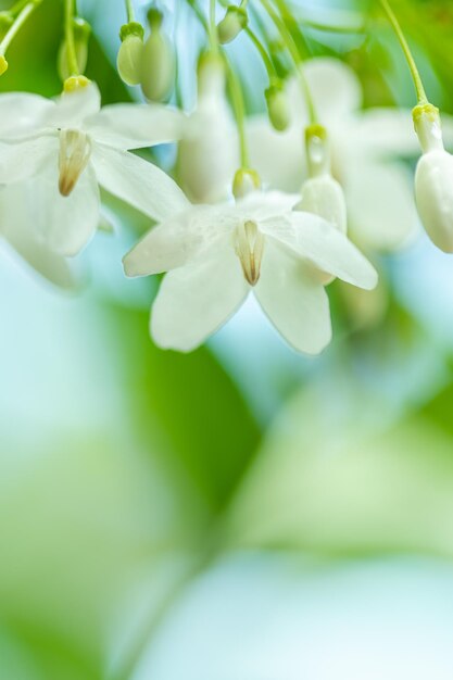 Photo tropical white flower with names water jasmine with nature blurred background