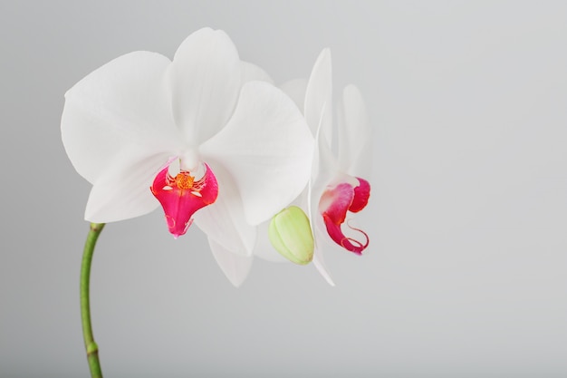 Tropical white Orchid on a gray, light background. Free space, Copy-Space