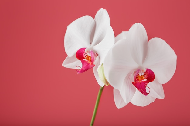 Tropical white Orchid on a pink background. Free space, Copy-Space