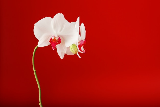 Tropical white orchid on a red background. Free space, Copy-Space